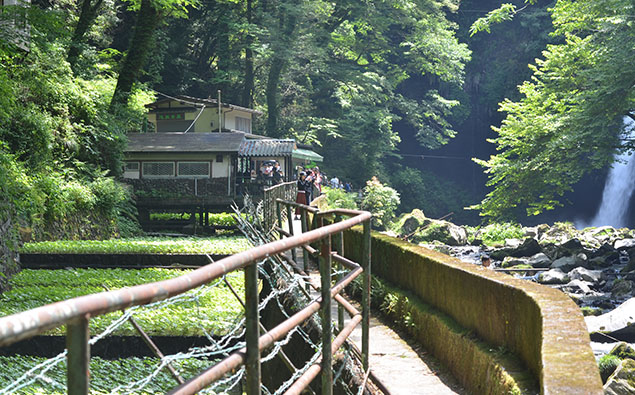 Dynamic Panning Cards